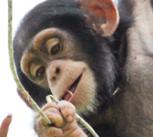 A Young Chimpanzee Playing with Twigs