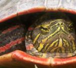 A Painted Turtle