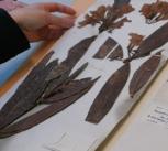Rhododendron brookianum type specimen from the University of Cambridge Herbarium