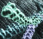 collagen