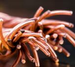 copper wires