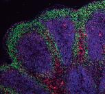 Mini brain organoids showing cortical-like structures