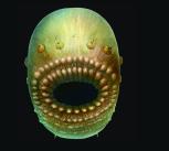 Artist’s reconstruction of Saccorhytus coronarius, based on the original fossil finds. The actual creature was probably no more than a millimetre in size