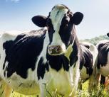 Herd of cows in a grassy field
