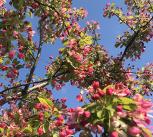 Crab apple tree in bloom