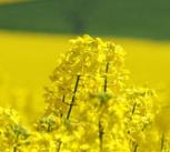 Canola crop with wheat crop in background at Wallandbeen, NSW.
