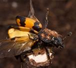 Nicrophorus vespilloides with mites