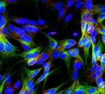 Drug target in neurons
