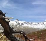 Alps Tree branch