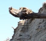 Driftwood in Siberia