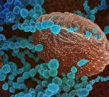 Novel Coronavirus SARS-CoV-2