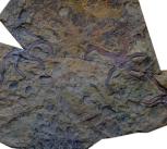 Fossilised Teleosaster creasyi, from the Cundlefo Formation, Gascoyne Junction, Western Australia