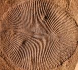 The Ediacaran fossil Dickinsonia costata, specimen P40135 from the collections of the South Australia Museum, Adelaide