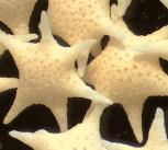 Foraminifera "Star sand" Hatoma Island - Japan