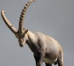 Alpine ibex