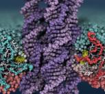 DNA scramblase