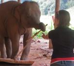 Elephant body awareness tast