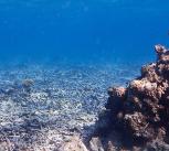 Degraded coral reef 'rubblefield' in Indonesia.