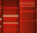 DNA - Red