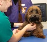 Huxley, a healthy volunteer Havanese, undergoes a physical examination at the Queen's Veterinary School Hospital, Cambridge. 