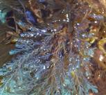 Seaweeds showing structural colour