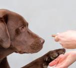 Brown labrador retriever dog looks at food treat