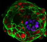 Imaging a human embryo in the absence of maternal tissues - day 10 (left) and day 11 (right)