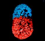 Stem cell-modelled embryo at 96 hours (left); Embryo cultured in vitro for 48 hours from the blastocyst stage (right)
