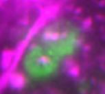 PTO organ with hair cells labelled in green