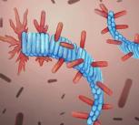 Artist’s rendering of protein fibrils (in blue) and healthy proteins from computer simulations