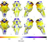 3D projections of QSM maps on the rendered brainstem