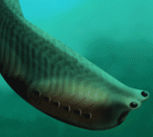 Left: Illustration of Metaspriggina swimming. Right: Fossil of Metaspriggina from Marble Canyon – head to the left with two eyes, and branchial arches at the top.  