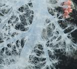 A stalk of deep-sea coral