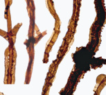 Filaments of Tortotubus
