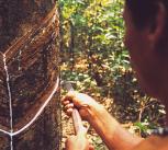 Man (seringueiro) extracts latex from a tree in the middle of the Amazon.