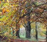 Woodland 