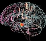 Substantia nigra in the human brain, illustration