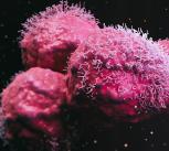 Close-up of cancer cells
