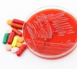 A Petri dish with a culture of the Superbug Acinetobacter baumannii next to antibiotics 
