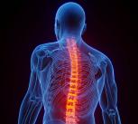 Illustration of spinal cord
