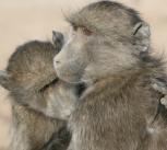 Grooming