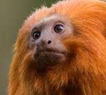 Golden Lion Tamarin, an endangered species that has grown from 200 to more than 3,200 individuals in three decades.
