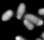 Chromosomes in haploid mouse embryonic stem cells