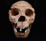 A cast of the skull of Homo Heidelbergensis, one of the hominin species analysed in the latest study.