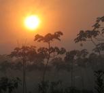 Rainforest on the south-eastern edge of Amazonia, Brazil.