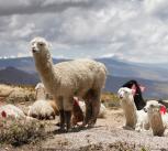 Llamas