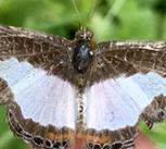 Butterfly on finger
