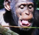 Chimp eating army ants using an 'ant-dipping' tool 