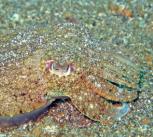 Lembeh81 5-12-11 - 43 cuttlefish 1 looking like sand