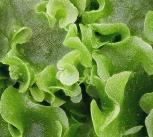 Liverwort (Pellia epiphylla)